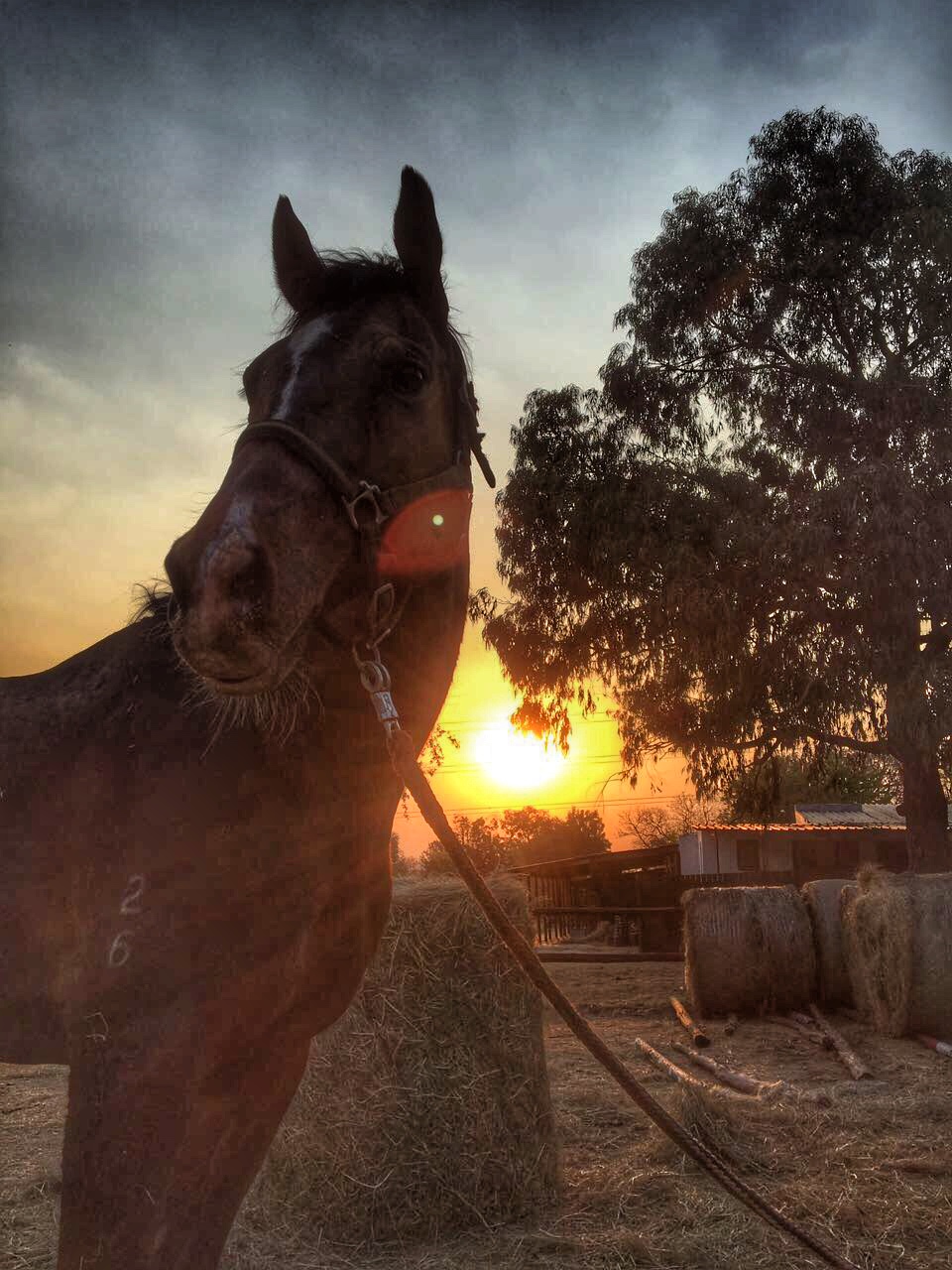 horse-riding-at-chartwell-chartwell-stables-fourways-johannesburg